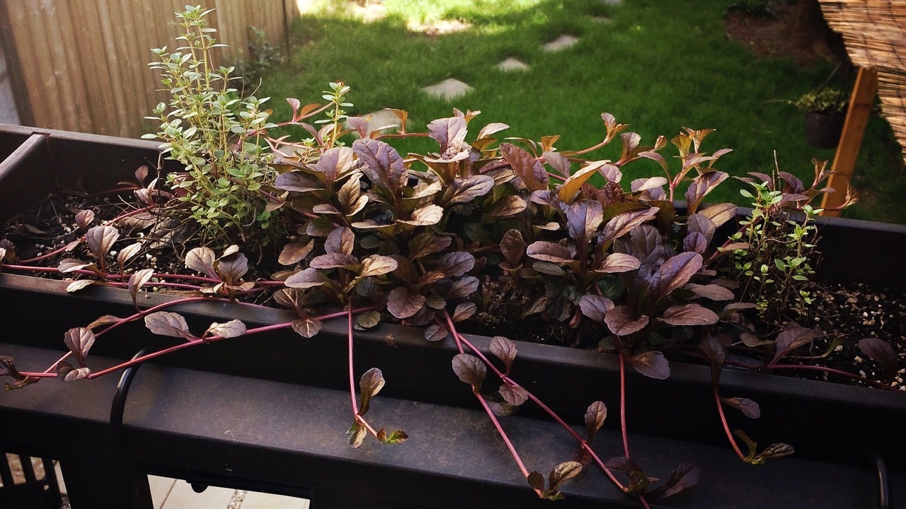 Photo of Outdoor in Bedford-Stuyvesant