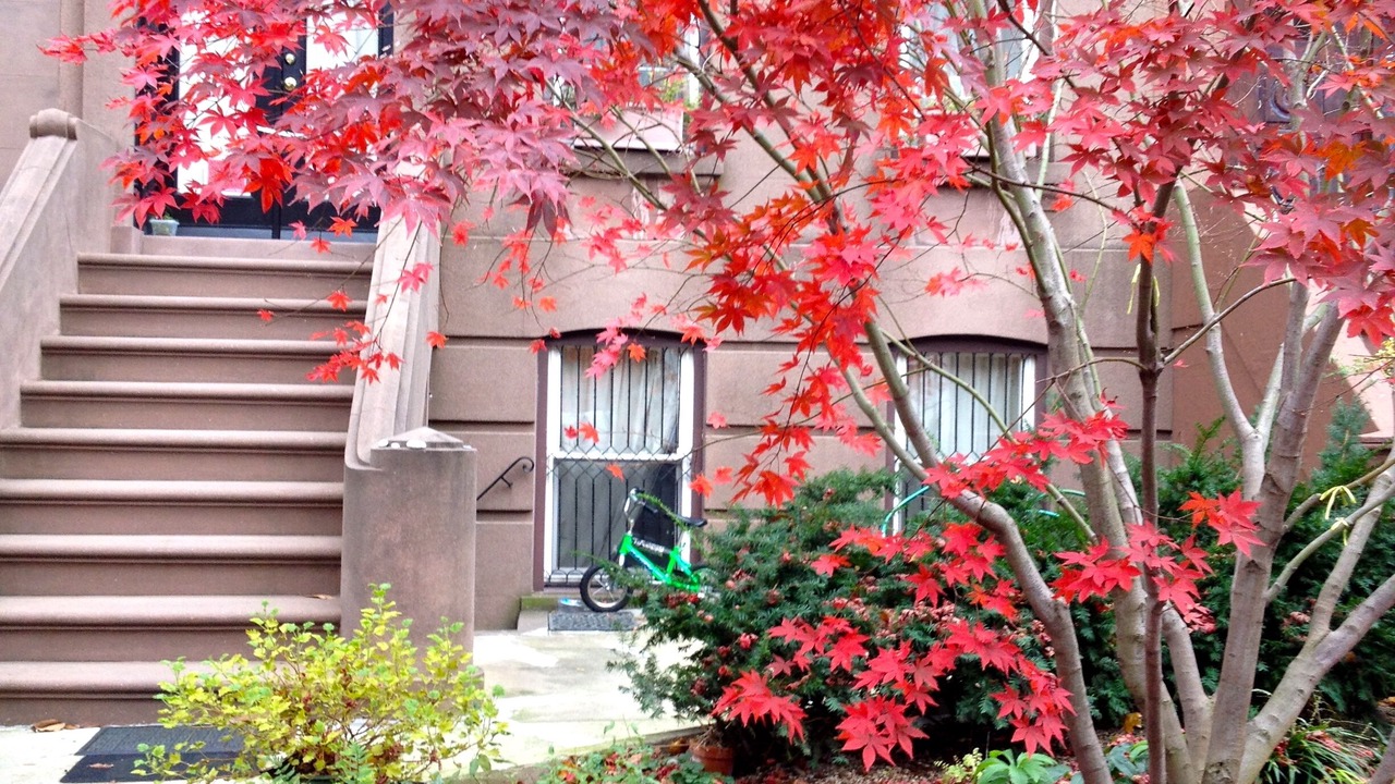 Photo of Outdoor in Carroll Gardens