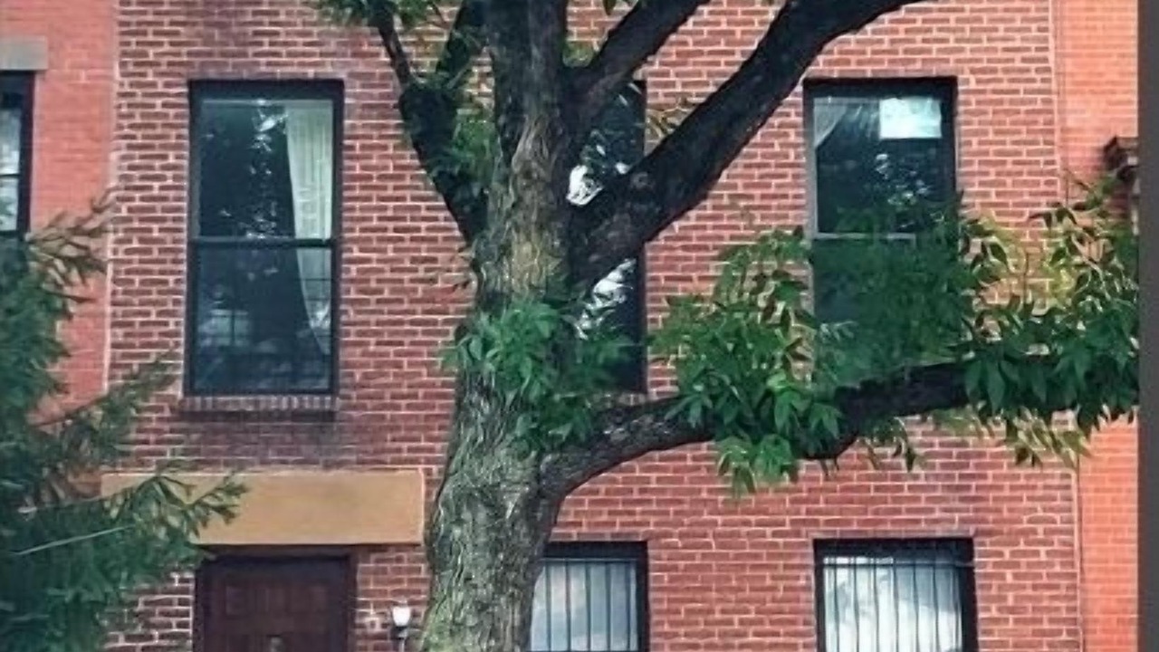 Photo of Outdoor in Clinton Hill