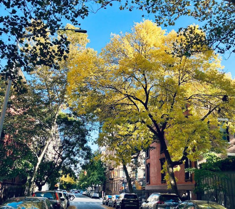 Photo of Others in Central Park North